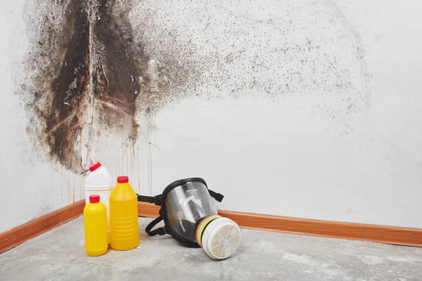 Best Post-Flood Mold Remediation in Opelika, AL