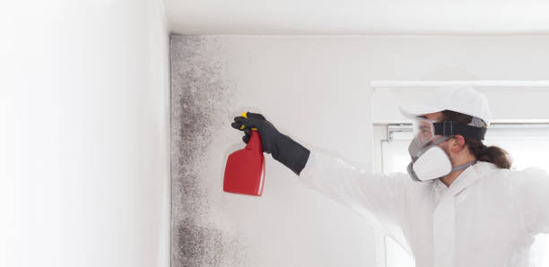 Professional Mold Remediation in Opelika, AL