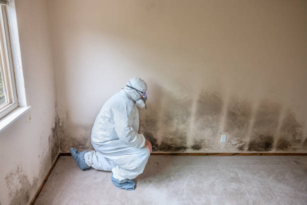 Best Basement Mold Remediation in Opelika, AL